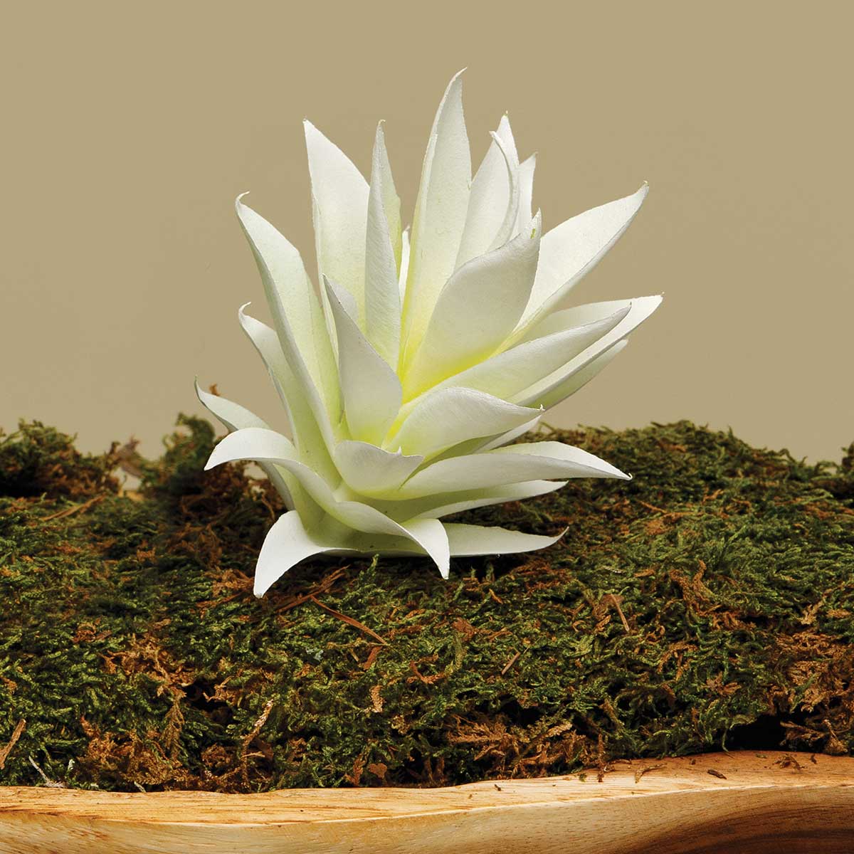AGAVE MINI FOXTAIL CREAM 3IN X 7IN - Click Image to Close